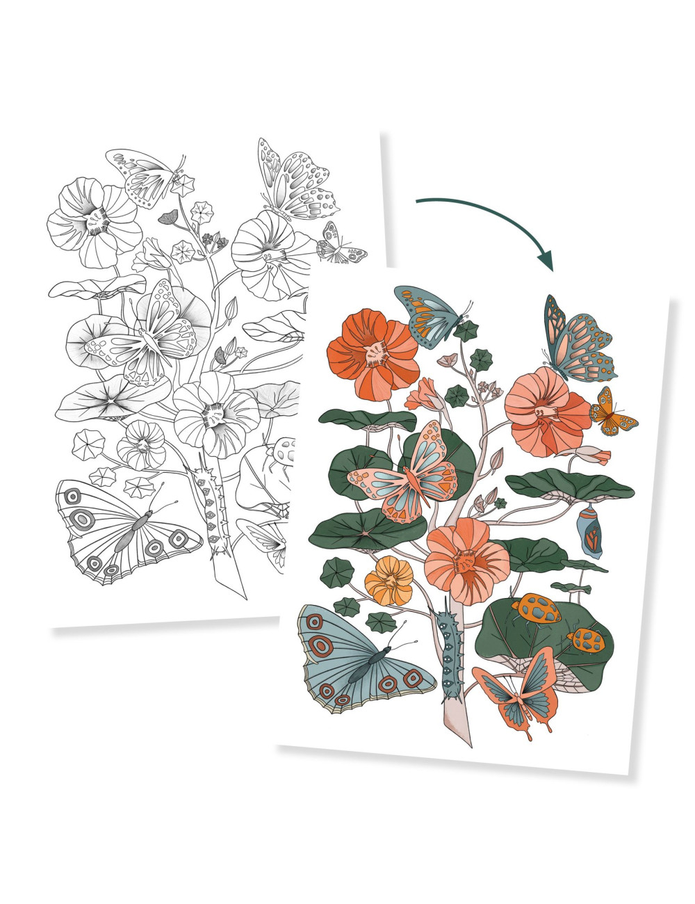 colouring-gallery-poster-a-colorier-naturaliste