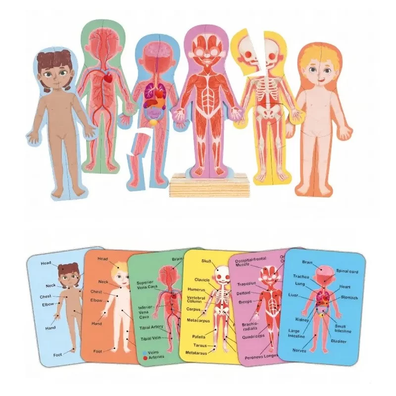 Puzzle aimanté - assemble le corps humain - Hape